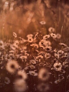 Поле ромашек обои