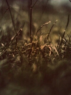 Трава в макро режиме обои