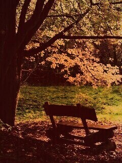 Скамейка под деревом обои