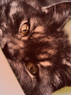 Глаза и уши обои