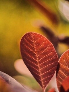 Красные листья обои