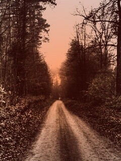 Лесная дорога обои