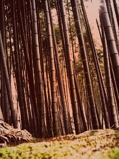 Заросли бамбука обои