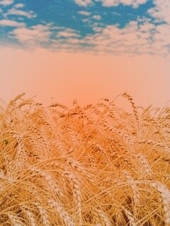 Колосья в поле обои