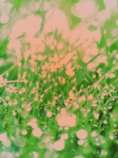 Трава в росе обои