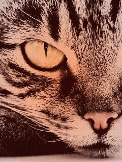 Пристальный кошачий взгляд обои