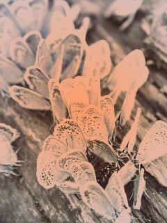 Голубые бабочки обои