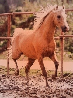 Молодая лошадь в загоне обои