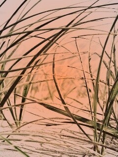 Трава на песке обои