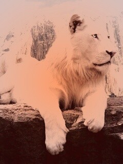Белый лев обои