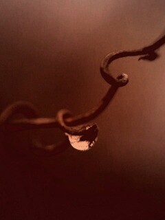 Одинокая капля обои