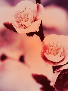 Великолепный цветок обои