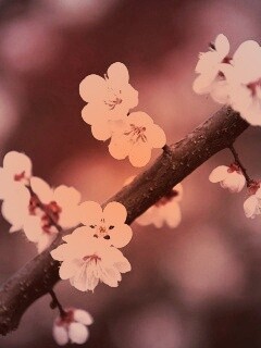 Ветка сакуры обои