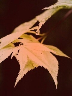 Капля на листе обои