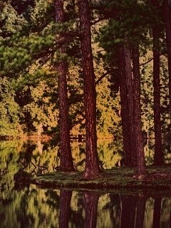 Островок посреди озера обои