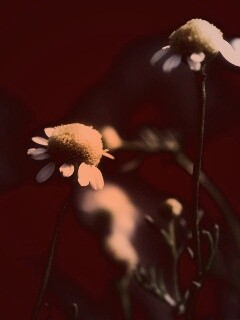 Стремный лепестун обои