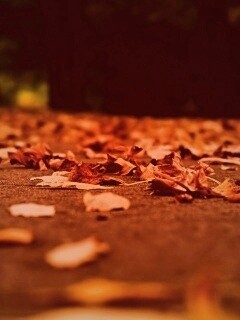 Дорога в листьях  обои