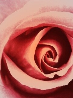 Красивая розовая роза обои