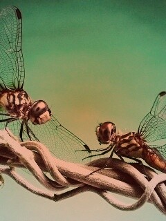 Две стрекозы обои