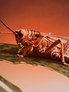 Сверчек на листе обои