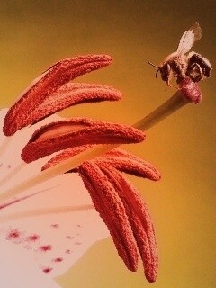 Трудолюбивая пчела на прекрасном цветке обои