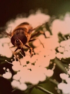 Пчела на нежный белых цветах обои