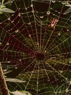 Паутина и паук обои