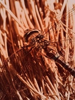 Стрекоза на сене обои