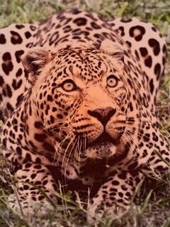 Приготовился прыгать обои