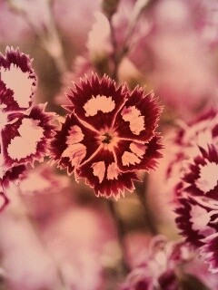 Неизвестные науке цветы обои