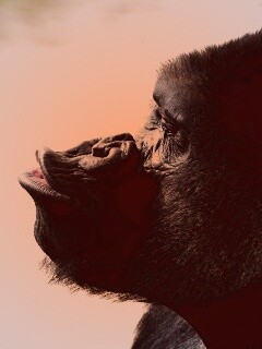 Горилла корчит рожи обои