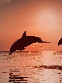 Дельфины выпрыгивают из воды обои