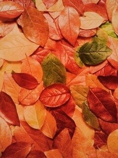 Цветной ковёр из листьев обои