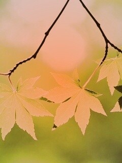 Зелёные листья обои