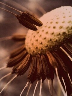 Лысеющий одуванчик обои