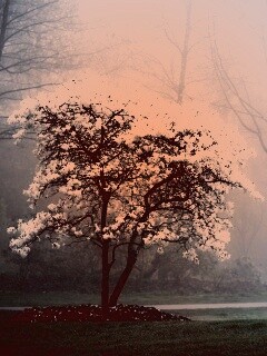 Цветущее дерево обои