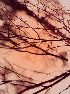 Мокрые ветви дерева обои