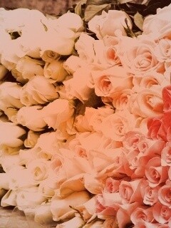 Букеты светлых роз обои