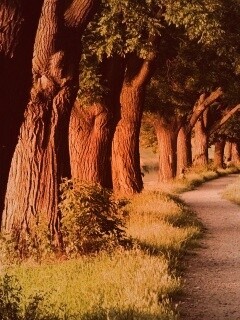 Аллея старых раскидистых деревьев обои