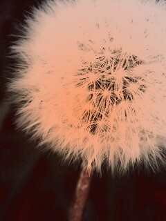 Одуванчик обои