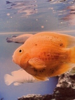 Жёлтая рыбка обои