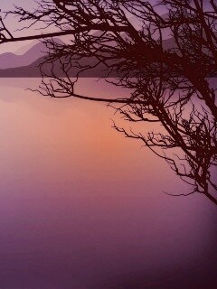 Ветка над вечерним озером обои