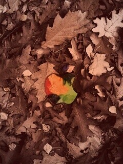 Яблоко в листьях обои