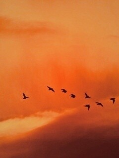 Птицы летят в закатном небе обои