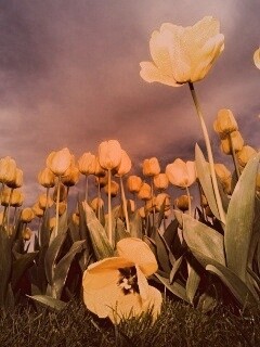 Жёлтые тюльпаны обои