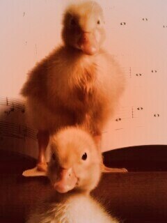 Музыкальные утята обои