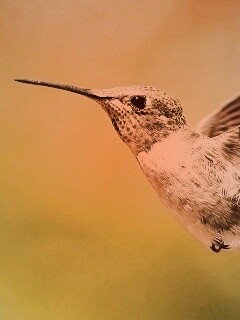 Колибри в полёте обои