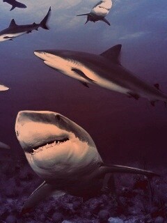 Стая акул обои