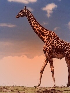 Жираф на прогулке обои