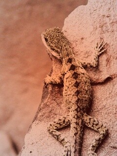 Ящерица на камне обои
